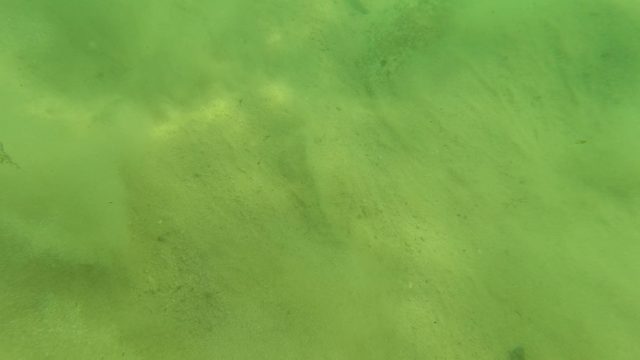 LOS BARIELLES BCS MEXICO-2023: Underwater Fish Swimming Over Sandy Seabed