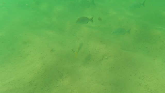LOS BARIELLES BCS MEXICO-2023: Underwater Fish and Surfer Transition