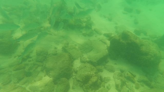 LOS BARIELLES BCS MEXICO-2023: Underwater Riverbed with Swimming Fish