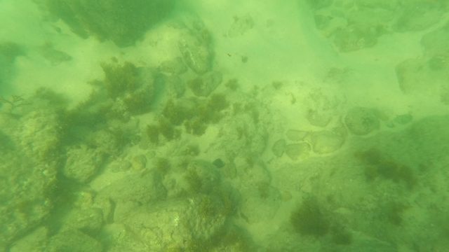 LOS BARIELLES BCS MEXICO-2023: Underwater Seabed with Rocks and Algae