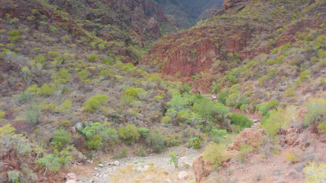 PUERTO ESCONDIDO BCS MEXICO-2020: Canyon Riverbed with Sparse Greenery