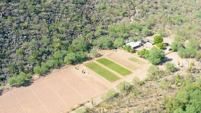 SAN JAVIER BCS MEXICO-2020: Agricultural Field with Moving Figure and Cacti