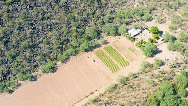 SAN JAVIER BCS MEXICO-2020: Agricultural Field with Swaying Trees and Crops