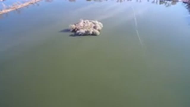 WESTMINSTER COLORADO-2016: Something White In Color Resting On-top Of Water It