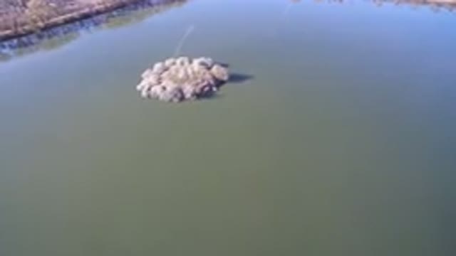 WESTMINSTER COLORADO-2016: Lake Filled With Water With Island On Its Center With Trees