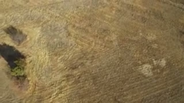 WESTMINSTER COLORADO-2016: Overhead Shot Of An Open Brown Field With Lone Trees