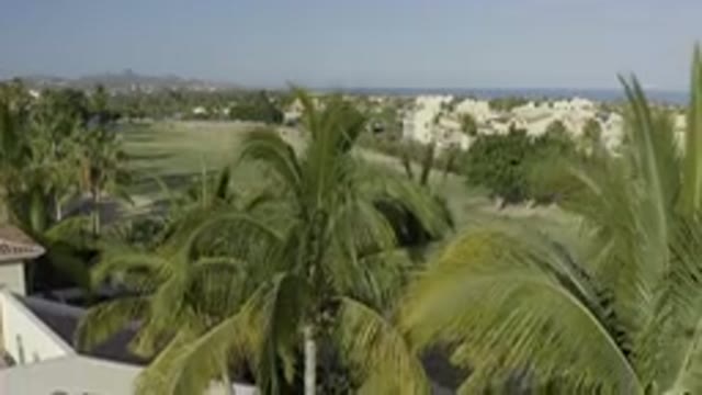 LOS CABOS MEXICO-2019: Focusing On Coconut Trees In An Open Field Of Grass