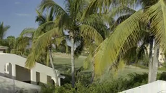 LOS CABOS MEXICO-2019: A Background Landscape With Palm Trees Sunny Weather