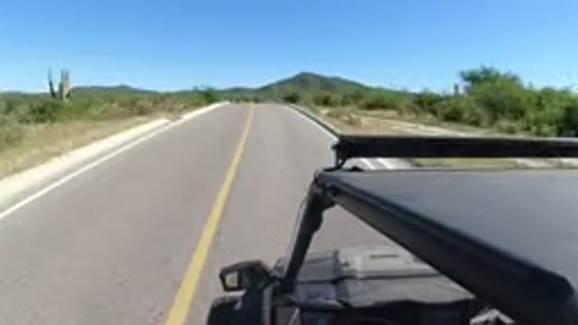 LOS CABOS MEXICO-2019: Outside On The Road Side Tree Locations Is Very Beautiful
