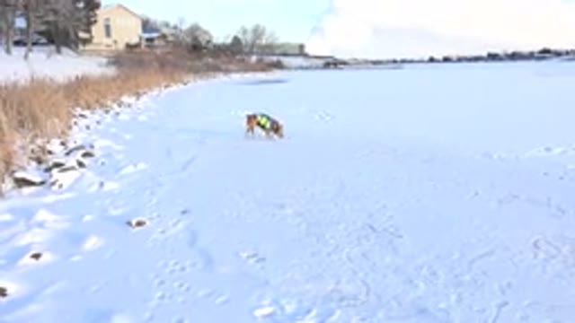 HIDDEN LAKE COLORADO-2014: Dog Playfully Rolling In The Snow Handycam Footage