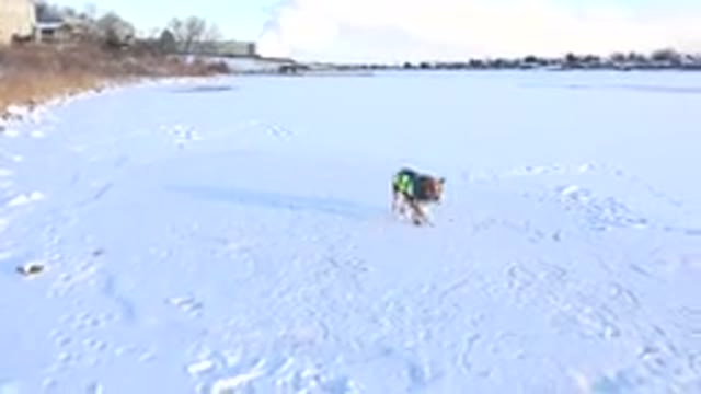 HIDDEN LAKE COLORADO-2014: Hilarious Brown Dog Rolling Around In White Snow In