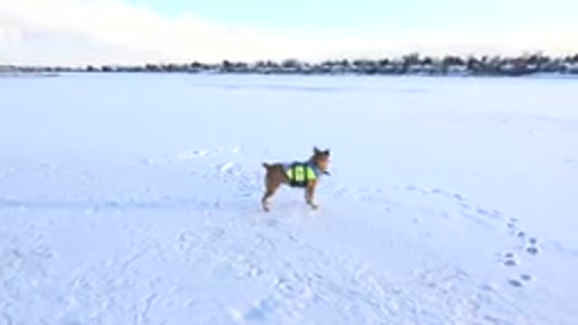 HIDDEN LAKE COLORADO-2014: Footage Of A Tiny Dog Playing In A Snowy Field