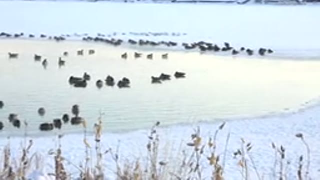 HIDDEN LAKE COLORADO-2014: In Animal and Human Life What Prevails Is Motherhood
