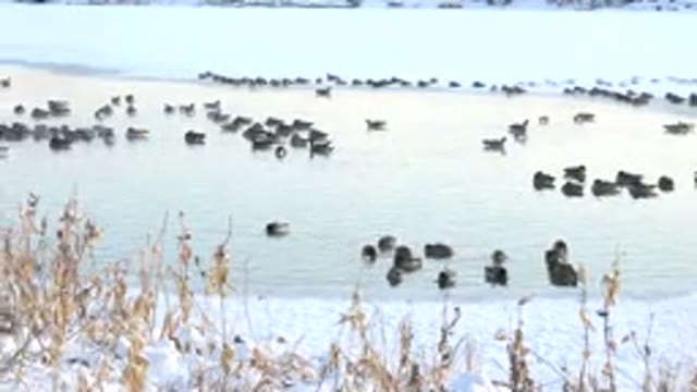 HIDDEN LAKE COLORADO-2014: A Large School Of Ducks Enjoying The Body Water And