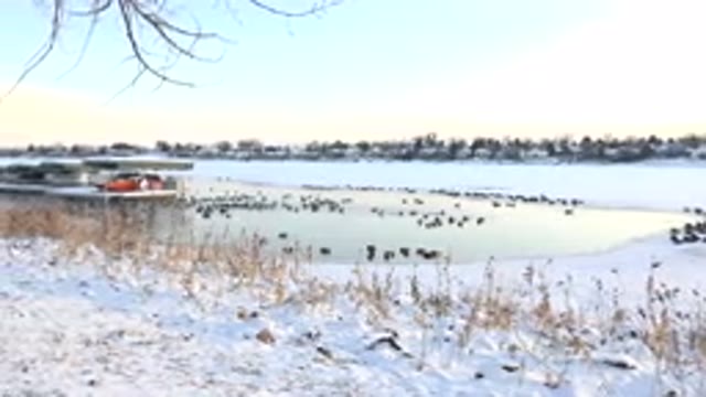 HIDDEN LAKE COLORADO-2014: Birds On A Lake In Winter In A Snowy Setting