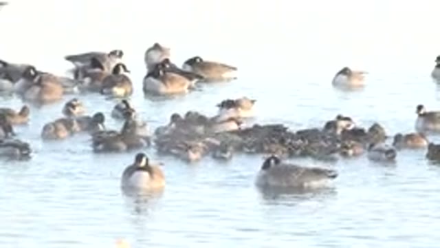 HIDDEN LAKE COLORADO-2014: A Flock Of Ducks Staying Together On A Lake