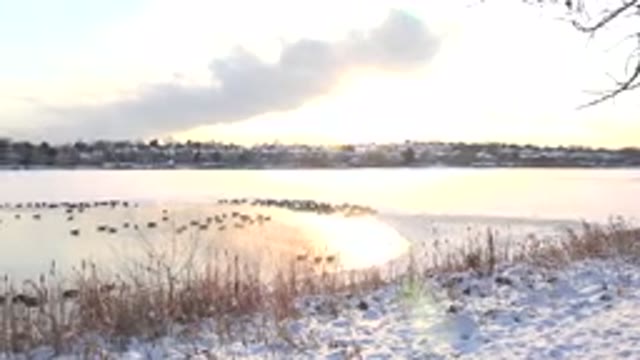 HIDDEN LAKE COLORADO-2014: Animals Roaming Free In Unbothered Frozen Tundra In