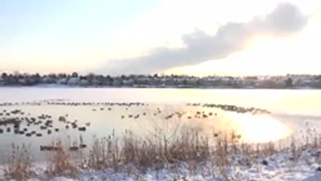 HIDDEN LAKE COLORADO-2014: Lake With Birds Swimming And Snow On The Banks
