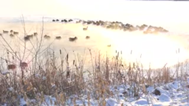 HIDDEN LAKE COLORADO-2014: Elk In The Cold Tundra Air