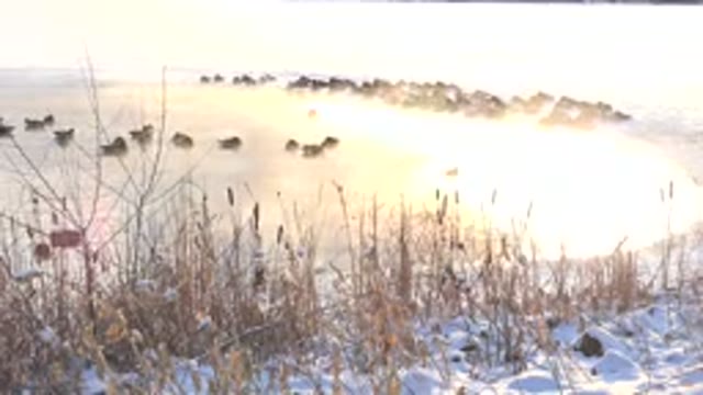 HIDDEN LAKE COLORADO-2014: View Of Animals Eating Around Dry Land Covered In