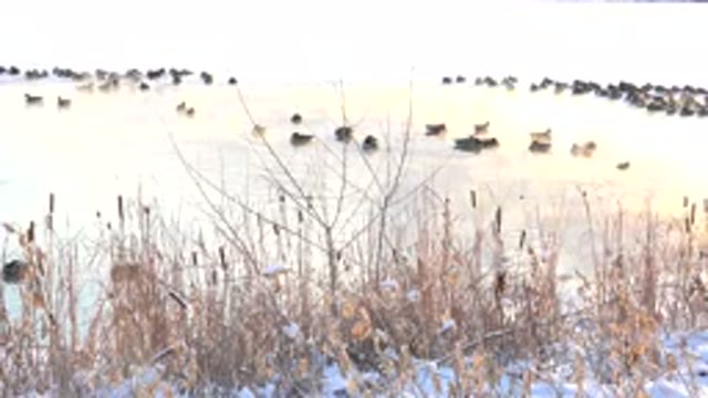 HIDDEN LAKE COLORADO-2014: Ducks In Pond In Winter