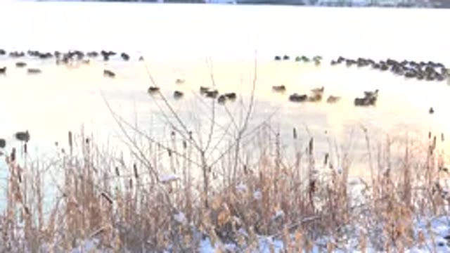 HIDDEN LAKE COLORADO-2014: Lake Water Where Lots Of Black Ducks Roaming Around