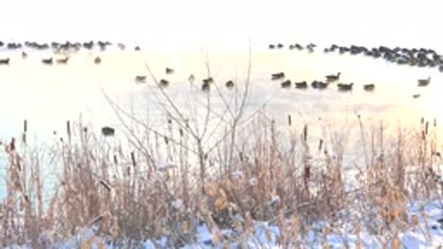 HIDDEN LAKE COLORADO-2014: Birds Relax On The Lake On A Bright Day