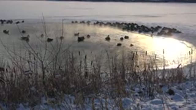 HIDDEN LAKE COLORADO-2014: Birds Flocking To A Large Plot Of Water