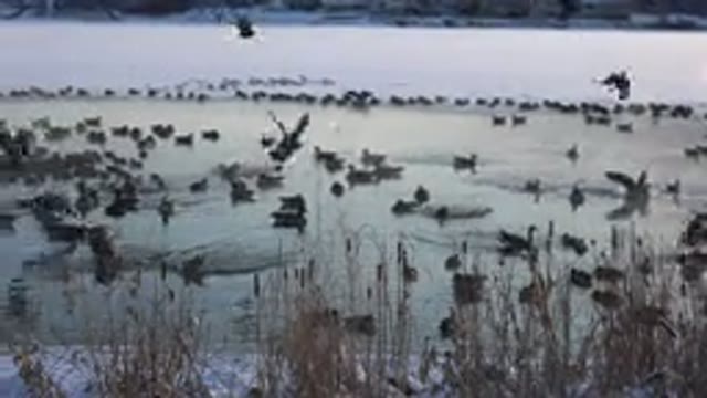 HIDDEN LAKE COLORADO-2014: Birds Bathing In A Portion Of A Frozen Lake