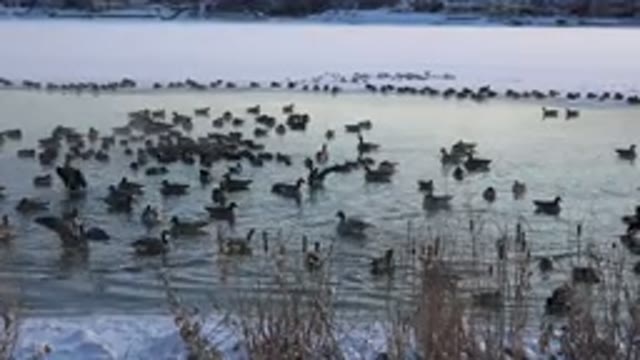 HIDDEN LAKE COLORADO-2014: Somewhere In The Icy Land Lake Full Of Rugs And