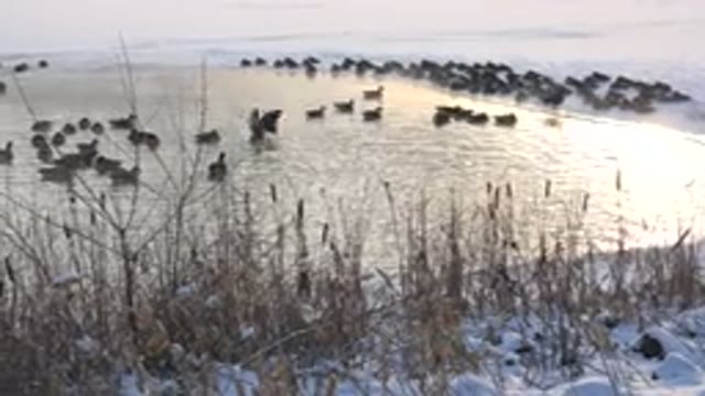 HIDDEN LAKE COLORADO-2014: Wild Fowl Gathering On Water