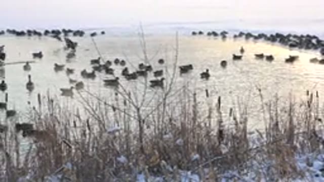 HIDDEN LAKE COLORADO-2014: Hundreds Of Geese Enjoy Themselves By Relaxing In A
