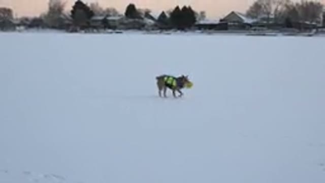 HIDDEN LAKE COLORADO-2014: Dog Takes Yellow Ball in Mouth from Snow Land
