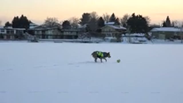 HIDDEN LAKE COLORADO-2014: Island Snow Playing Dog With A Toy And House Trees