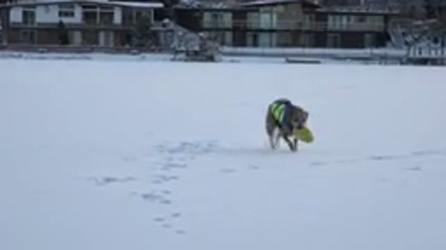 HIDDEN LAKE COLORADO-2014: Happy Brown Dog Running Through Snow Playing Fetch