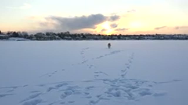 HIDDEN LAKE COLORADO-2014: A Dog Running Towards Its Owner On A Winter Field