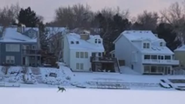 HIDDEN LAKE COLORADO-2014: Snow On The Buildings Animal Running On The Snow