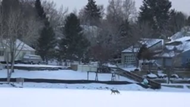 HIDDEN LAKE COLORADO-2014: The Animal Running On The Snowy Landscape Looks