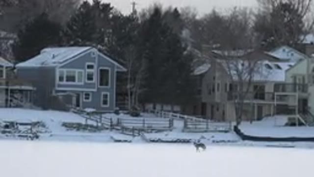 HIDDEN LAKE COLORADO-2014: Beautiful Homes And Yards Covered In Snow While A Puppy Runs