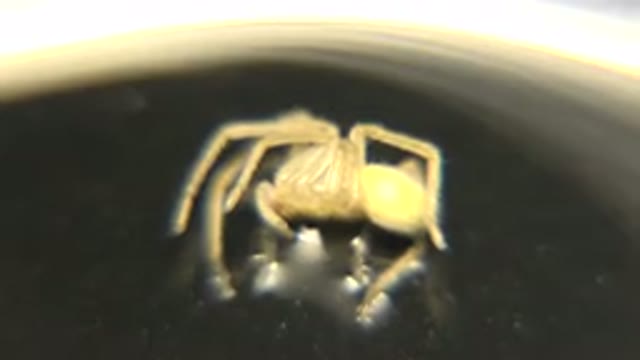 A Very Still And Yellow Spider Is Being Recorded Closely