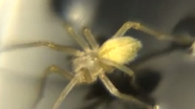 Close Up Of Yellowish Tan Spider Standing On Water And Jumping