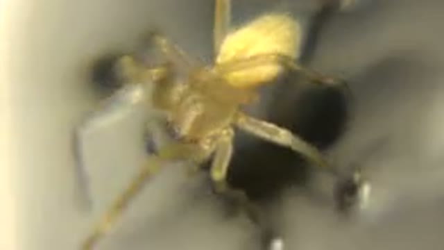 Small Yellow Spider Cleaning Itself In Water