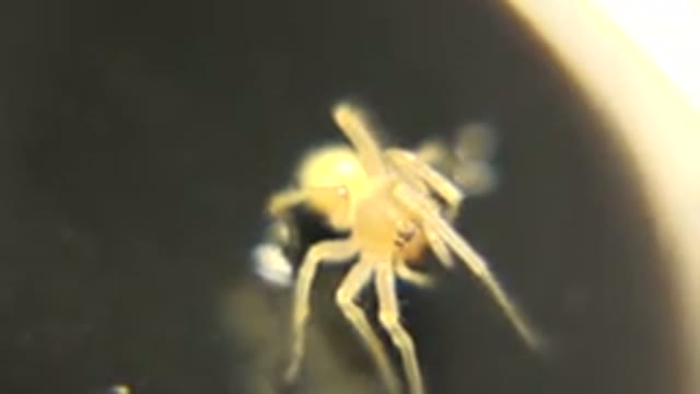 Yellow Spider Rolls Around And Moves Its Various Limbs On A Black Surface