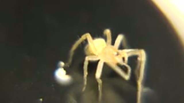 Little Yellow Spider On A Black Base Cleaning Itself