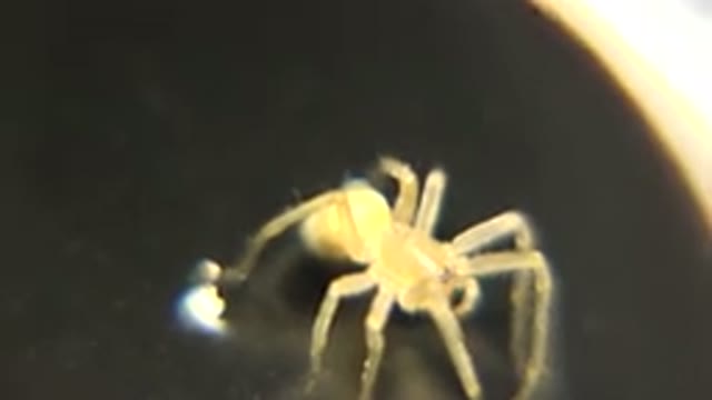 Top View Of Yellowish Tan Spider Standing Still On Water