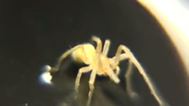 Tiny Spider Observed Under Light Microscope To Study Defensive Posture