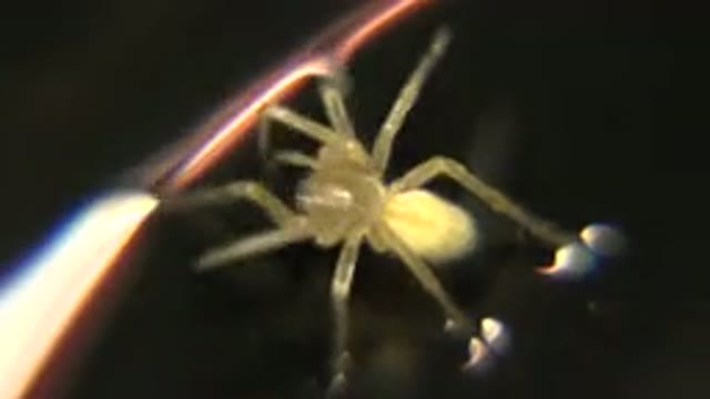 Closeup Of A Small Yellow Spider Trying To Eat Something