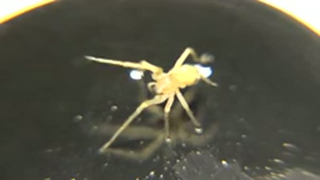 Observation Of Spider Movements In A Petri Dish