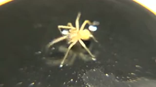 Species Is Trying To Move