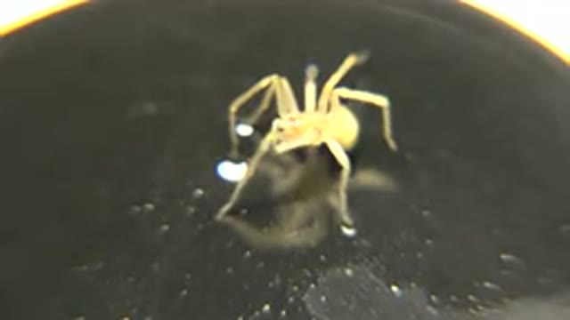 A Yellow Spider Moves Its Front Legs While Standing On A Black Plate